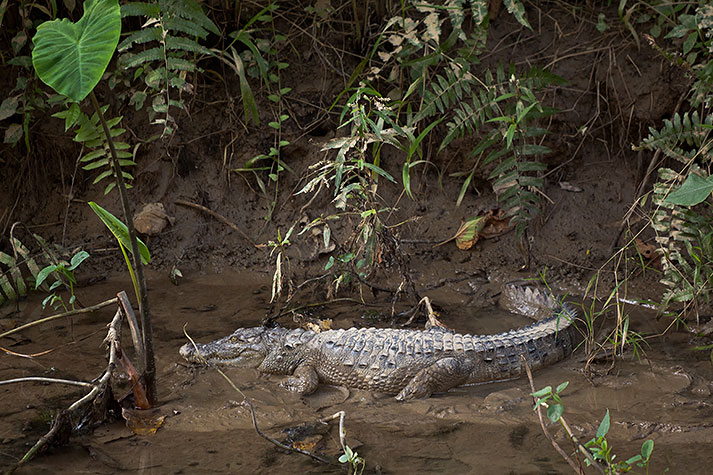 Chitwan